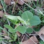 Vicia johannis Blatt