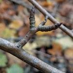 Pyrus communis Drugo