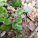 Anemone hepatica Ліст