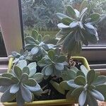 Kleinia grantii Hoja