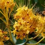 Saraca thaipingensis Λουλούδι