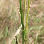 Sporobolus indicus Likasa