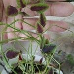 Euphorbia graminea ফুল