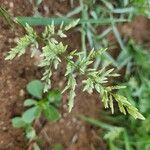 Eragrostis cilianensis Blüte