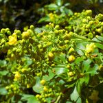 Berberis amurensis Virág