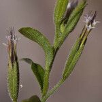 Stevia micrantha Bark