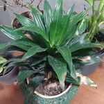 Dracaena acaulis List