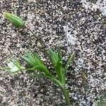 Sabulina tenuifolia ഇല