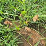 Commelina reptans പുഷ്പം