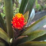 Guzmania conifera Floare