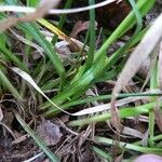 Carex umbrosa Other