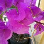 Bougainvillea spectabilisFlower