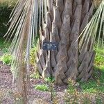 Butia yatay Corteccia