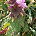 Lamium purpureumList