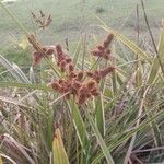 Cyperus ligularis Blomst