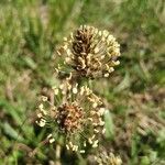 Plantago atrata Flower