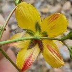 Hypericum linariifolium Кветка