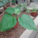 Ficus polita Hoja