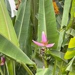 Musa ornata Blüte