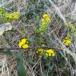 Solidago puberula