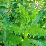 Onopordum tauricum Leaf