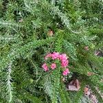 Grevillea lanigera花