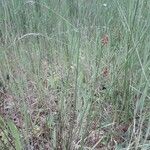 Juncus conglomeratus Habit