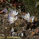 Crocus cancellatus অভ্যাস