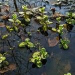 Veronica beccabunga Plante entière