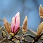 Magnolia × soulangeana Цветок