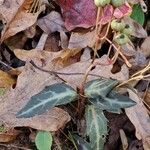 Chimaphila maculata 叶