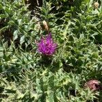 Cirsium acaule Květ