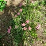 Zephyranthes carinata Plante entière