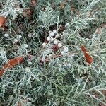Juniperus horizontalis 葉