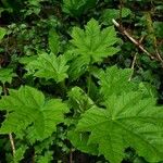 Oplopanax horridus Hoja