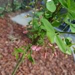 Halimodendron halodendron Kvet