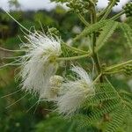 Acacia angustissima 花