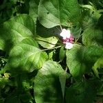 Clerodendrum chinense Folha