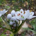 Allium subhirsutum Lorea