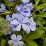 Plumbago auriculataFlor