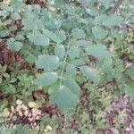 Thalictrum flavum Leaf