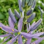 Camassia leichtlinii Flor
