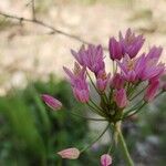 Allium longisepalum Blomst