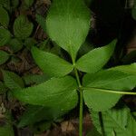 Thaspium trifoliatum Blatt