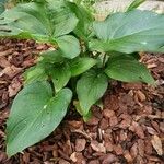 Calla palustris Blatt