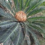 Cycas media