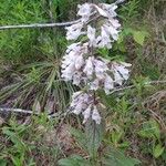 Penstemon canescens Flower