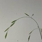 Bromus catharticus果