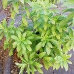 Stevia rebaudiana Ліст