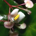 Begonia multinervia Цвят